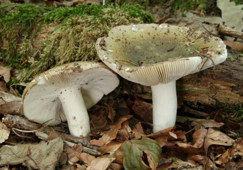 Egyéb gombafajták –<br/>pl. galambgomba