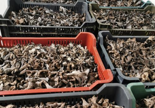 Sötét trombitagomba