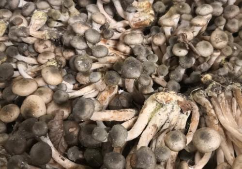 Gyűrűs tuskógomba